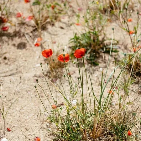 Bright Coastal Family Escape דירה *